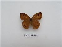 藏品(寶島波眼蝶)的圖片